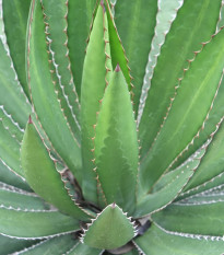 Agáve - Agave ghiesbreghtii - semená - 10 ks