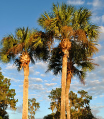 Palma - Washingtonia robusta - semená - 3 ks