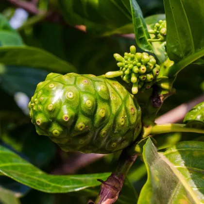 Noni citrusolistá - Morinda citrifolia - semená noni - 5 ks