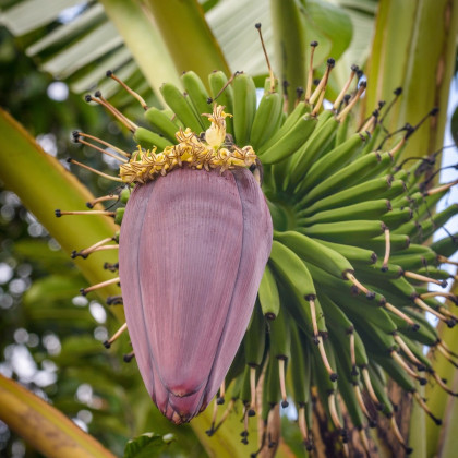 Banánovník Dwarf Cavendish - Musa Acuminata - semená banánovníka - 5 ks