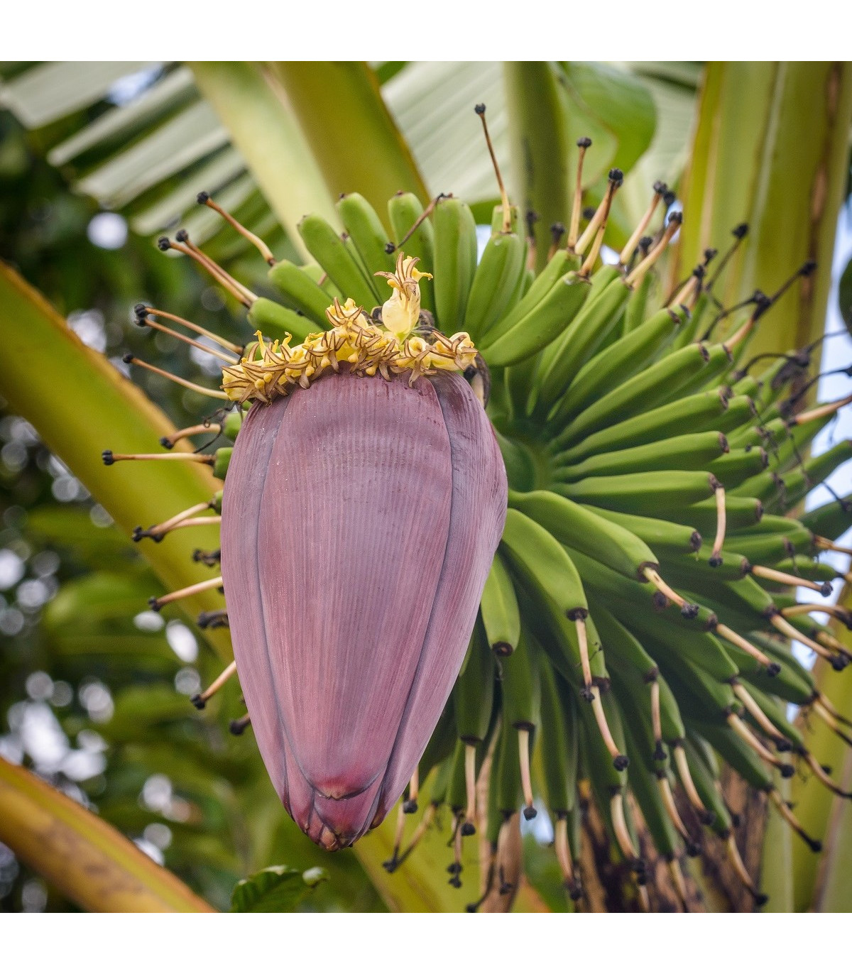Banánovník Dwarf Cavendish - Musa Acuminata - semená banánovníka - 5 ks