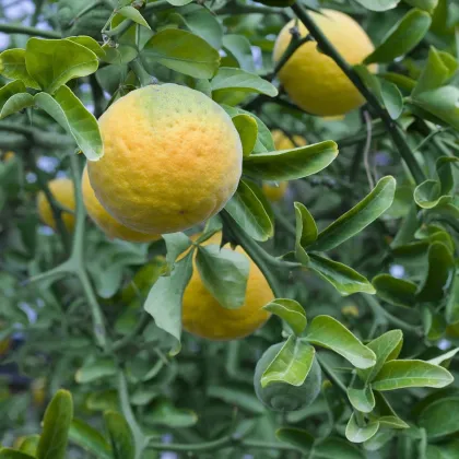 Citrónovníkovec trojlistý - Citrus trifoliata - semená citrónovníkovca - 4 ks