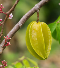 Egrešovec oblý - Averrhoa carambola - semená egrešovca - 5 ks