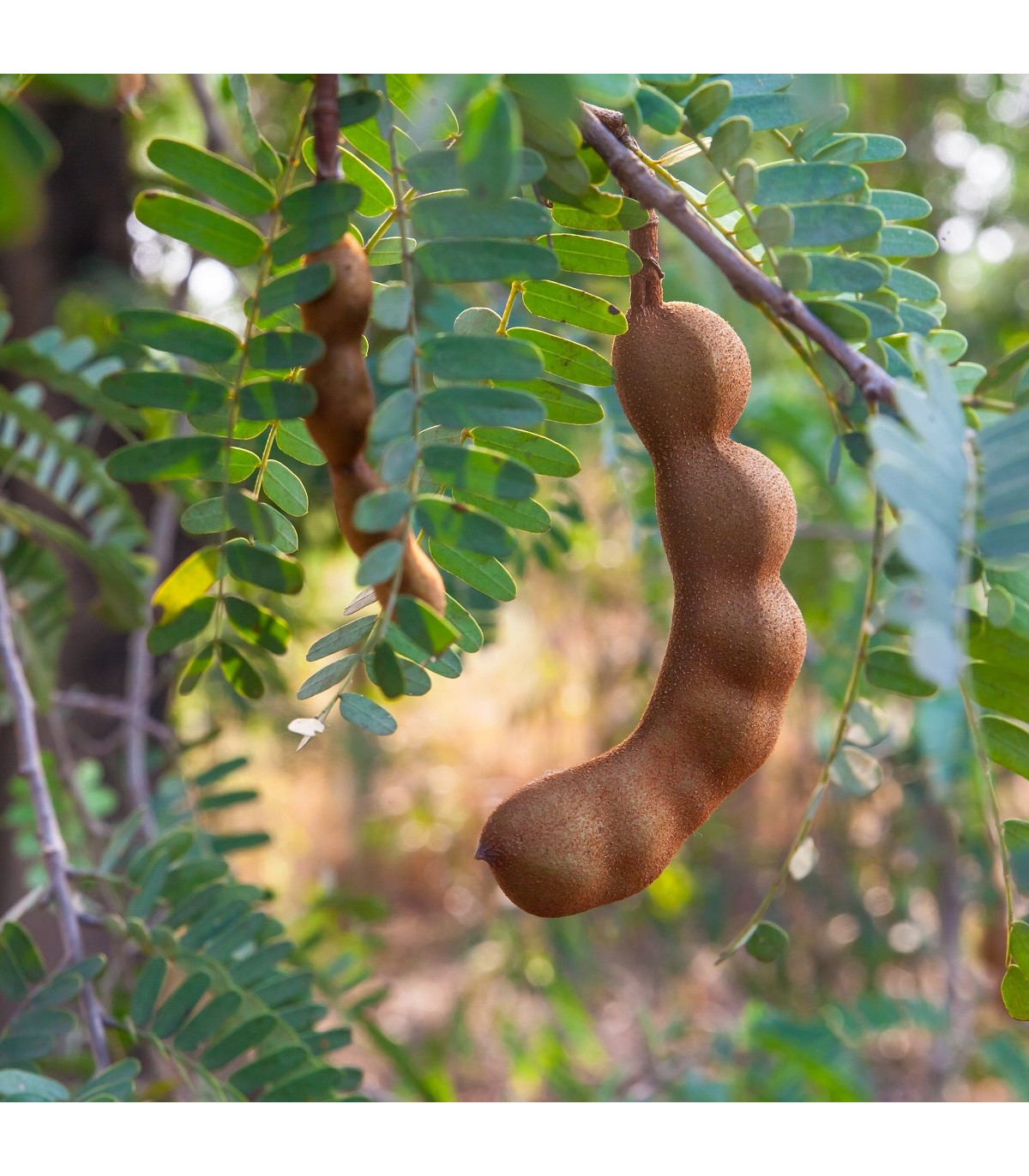 Tamarind indický - Tamarindus indica - bonsaj - semená tamarindu - 5 ks