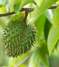 Anona mäkkoostnatá - Fľaškovník - Annona muricata - semená anony - 4 ks