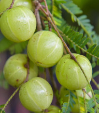 Indický egreš - Phyllanthus emblica - semená egreša - 8 ks