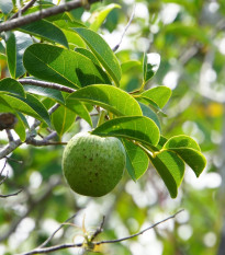 Anona glabra - Fľaškovník - Annona glabra - semená anony - 5 ks