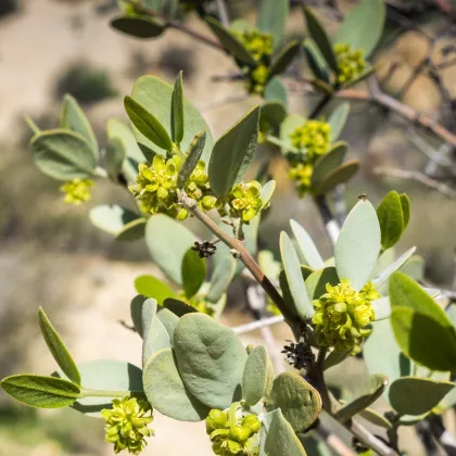 Jojoba čínska - Simmondsia chinensis - semená jojoby - 6 ks