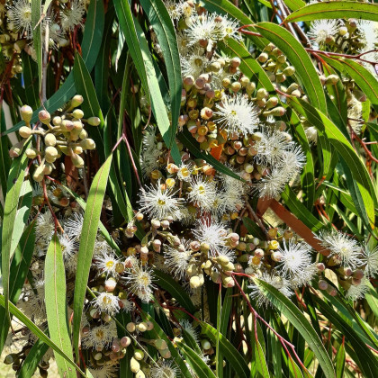 Eukalyptus citrónový - Blahovičník - Corymbia citriodora - semená eukalyptu - 5 ks