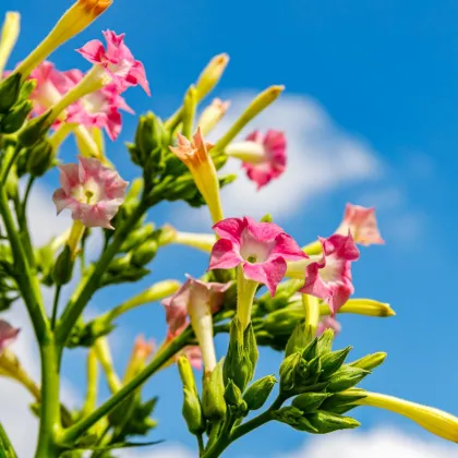 Tabak virginský - Nicotiana tabacum - semená tabaku - 150 ks