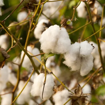 Bavlník bylinný - Gossypium herbaceum - semená bavlníka - 6 ks