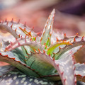 Aloe barbadensis - Aloe barbadensis - semená aloe - 6 ks