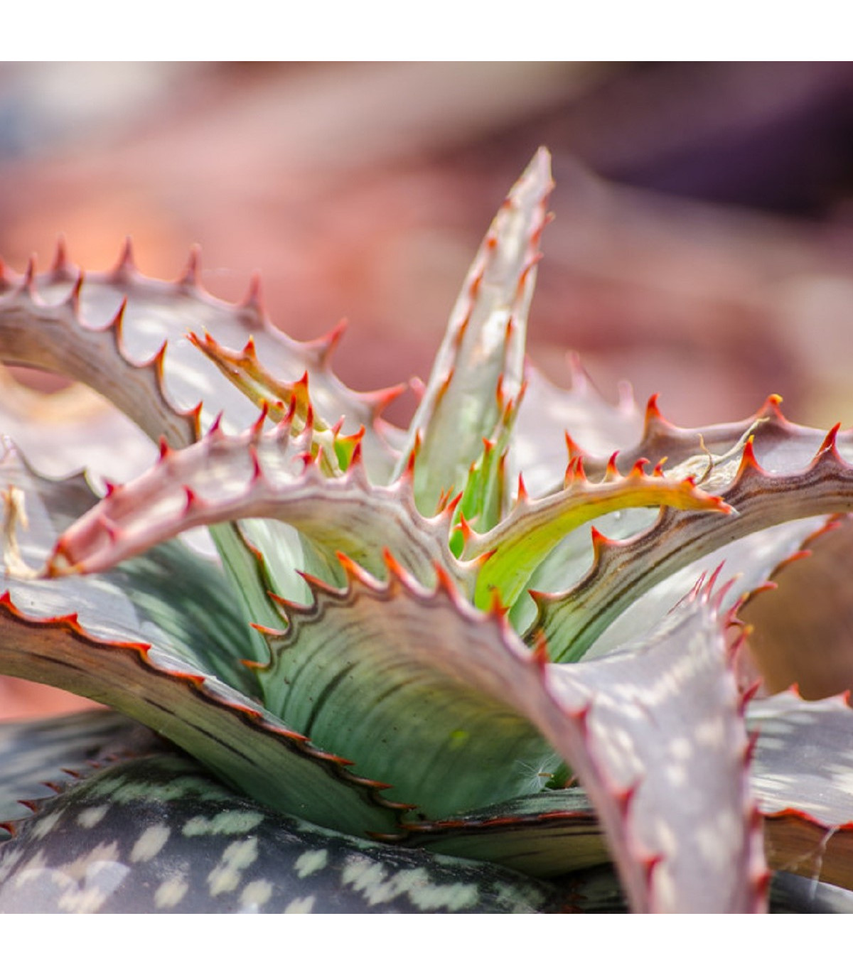 Aloe barbadensis - Aloe barbadensis - semená - 6 ks