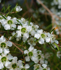 Tea tree - Čajovníkový strom - Leptospermum rotundifolium - semená čajovníka - 30 ks