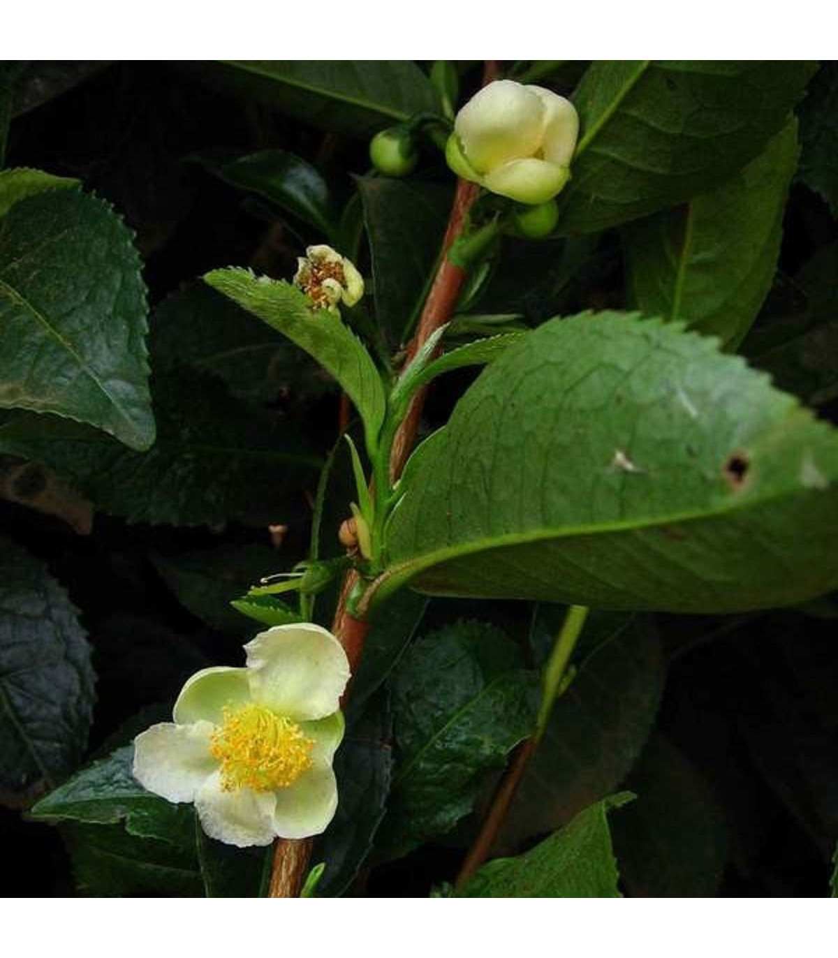 Čajovník čínsky - Camellia sinensis - semená čajovníka - 5 ks