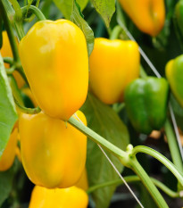 Paprika Pusztagold ročná zeleninová - Capsicum annuum - semená papriky - 12 ks