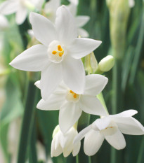 Narcis Paperwhite Ziva - Narcissus - cibuľoviny - 3 ks