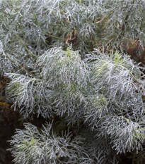 Palina pravá - Artemisia absinthum - semená paliny - 250 ks