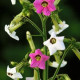 Tabak Marshmallow - Nicotiana mutabilis - semená tabaku - 200 ks