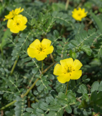 Kotvičník zemný - Tribulus terrestris - semená kotvičníka - 7 ks