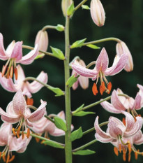 Ľalia zlatohlavá Pink Morning - Lilium martagon - cibuľoviny - 1 ks