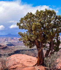 Borievka osteosperma - Juniperus osteosperma - semená borievky - 5 ks