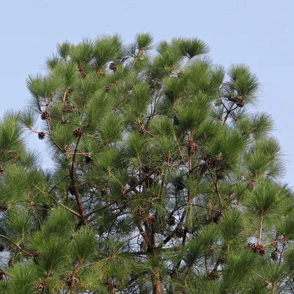 Borovica himalájska - Pinus wallichiana - semená borovice - 5 ks