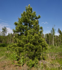 Borovica Limba - Pinus cembra sibirica - semená borovice - 7 ks