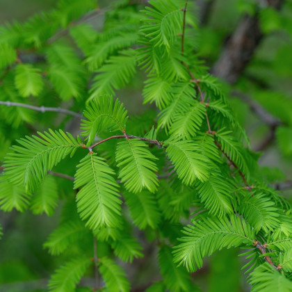 Metasekvoja čínska - Metasequoia glyptostroboides - semená - 10 ks