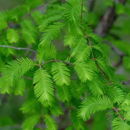 Metasekvoja čínska - Metasequoia glyptostroboides - semená metasekvoje - 10 ks