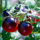 Paradajka Black Cherry - Solanum lycopersicum - semená paradajky - 6 ks
