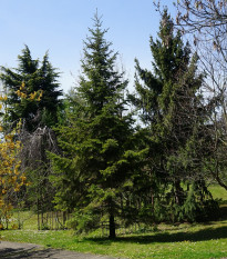 Jedľa Pindrow - Abies Pindrow - semená jedle - 8 ks