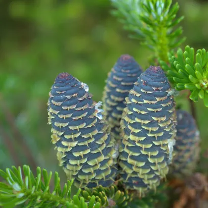 Jedľa Pindrow - Abies Pindrow - semená jedle - 8 ks