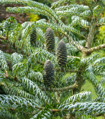 Jedľa kórejská - Abies koreana - semená jedle - 7 ks