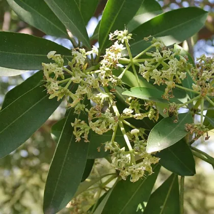 Pula - Alstonia scholaris - semená puly - 8 ks