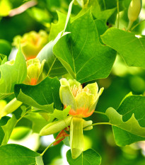 Ľaliovník tulipánokvetý - Liriodendron tulipifera - semená ľaliovníka - 10 ks