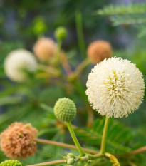 Divoká mimóza - Leucaena leucocephala - semená mimózy - 7 ks