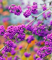 Krásnoplodka - Callicarpa acuminata - semená krásnoplodky - 8 ks