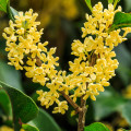 Olivovník Osmant voňavý - Osmanthus fragrans - semená olivovníka - 5 ks