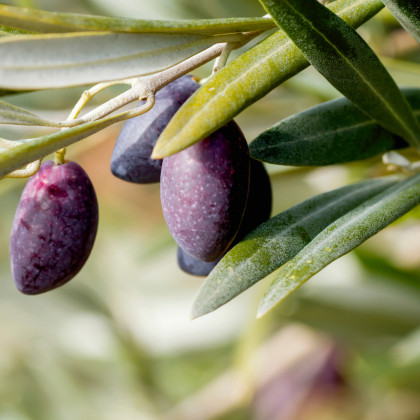Olivovník európsky - Olea europeae - semená olivovníka - 5 ks
