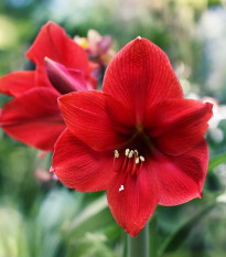 Zornica červený Red Lion - Hippeastrum - cibuľoviny - 1 ks