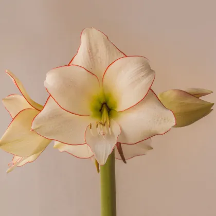 Zornica Picotee - Hippeastrum - cibuľoviny - 1 ks