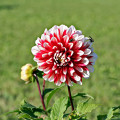 Georgína Jamaica - Dahlia - hľuzy georgíny - 1 ks