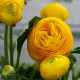 Iskerník plnokvetý žltý - Ranunculus asiaticus - hľuzy iskerníka - 3 ks