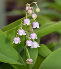 Konvalinka vonná ružová - Convallaria majalis - voľnokorenné sadenice konvalinky - 1 ks