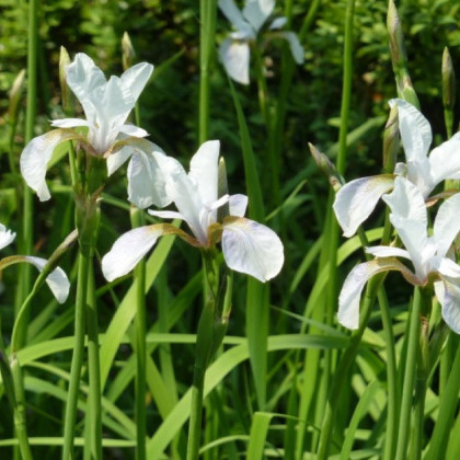 Kosatec sieťkovaný biely - Iris reticulata - cibuľky kosatca - 3 ks