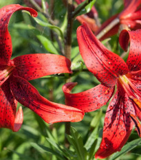 Ľalia Red tiger - Lilium - cibuľoviny - 1 ks