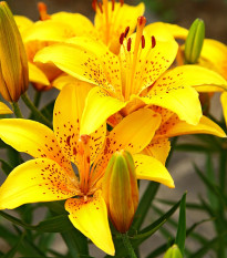 Ľalia Yellow Tiger - Lilium Lancifolium - cibuľoviny - 1 ks