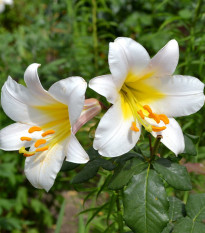 Ľalia White Planet - Lilium - cibuľoviny - 1 ks