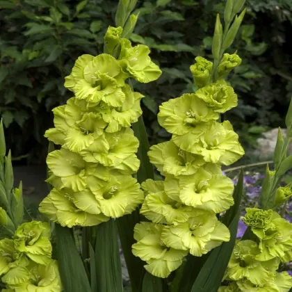 Gladiola veľkokvetá - Gladiolus Green Star - gladioly - hľuzy gladioly - 3 ks